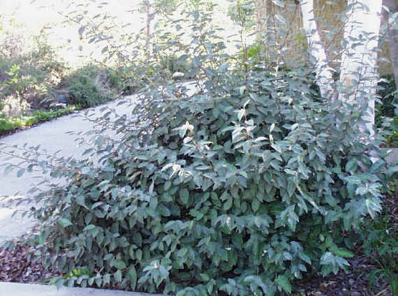 thorny elaeagnus